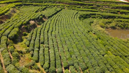 英山云霧茶榮獲國家地標產品保護示范區授牌，助推茶葉產業高質量發展