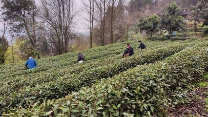 武當太子坡 茶香漫山野，農場帶富一方人