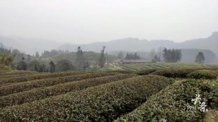 內江威遠萬畝茶園吐新芽 茶農采茶迎豐收，農副產品銷售新篇章